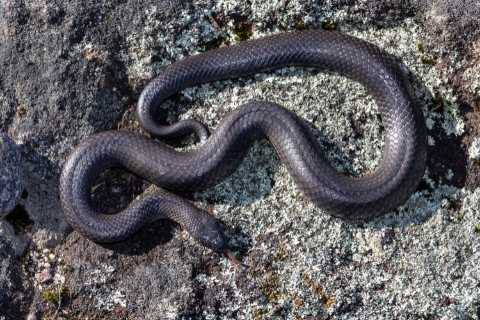 I'm A Celebrity Star Rescued from Deadly Snake Attack