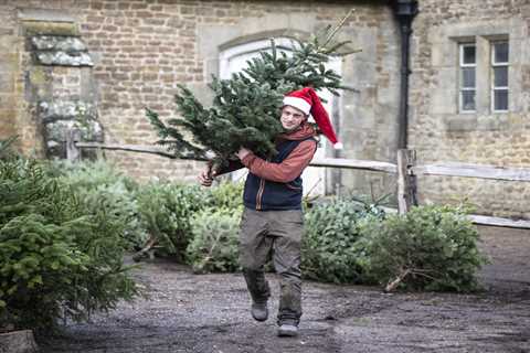 Brits Get into the Festive Spirit Early as One Third Plan to Buy Christmas Trees This Weekend