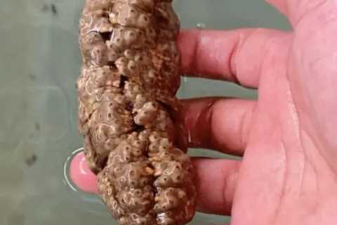 Sea Cucumber That Looks Like Dog Poo Could Hold Key to Fighting Cancer, Study Suggests