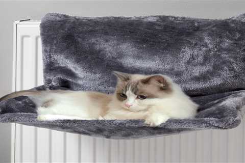 Keep Your Pet Warm This Winter with a Cat Bed from The Range