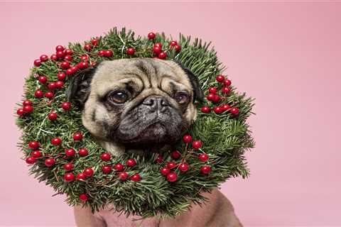 From dressing up dogs to shedding snakes: Pet queries answered by top vet