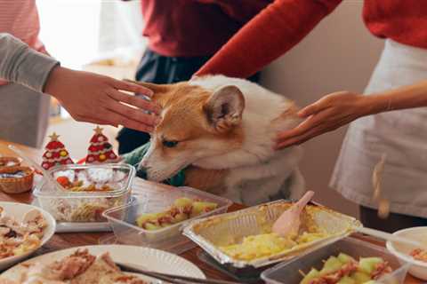 Christmas Food for Pets: Expert Vet Answers Your Questions