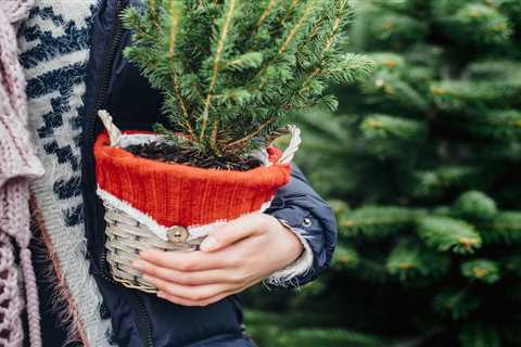 Three Clever Ways to Recycle or Upcycle Your Old Christmas Tree