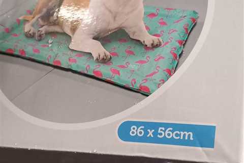 B&M Shoppers Go Crazy for 10p Pet Essential Instead of £20