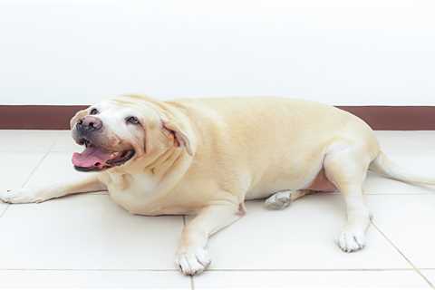From an Out of Shape Labrador to a Cat Licking Her Feet – Your Pet Queries Answered