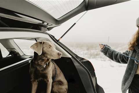 From Walking Dogs in the Cold to Buying a Pony: Pet Expert Answers Your Questions