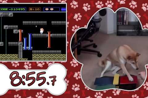 Meet Peanut Butter the dog gamer making his debut at gaming's biggest charity event
