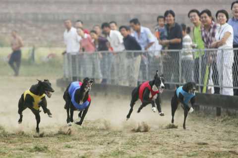 Shocking greyhound exports to China – where dogs are eaten and boiled alive – still going on as..
