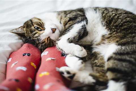 From Cat with a Foot Fetish to Rabbits' Teeth - Your Pet Queries Answered
