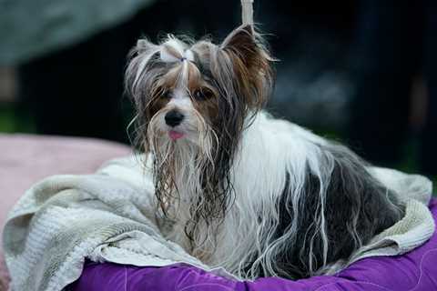 From a Terrier Who Never Stops Licking to a Lonely Horse – Your Pet Queries Answered