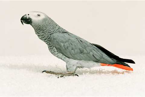 From grieving parrot to teaching your cat manners – your pet queries answered