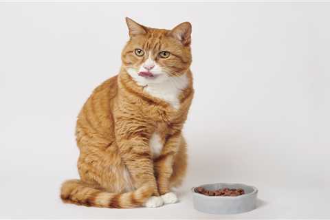 Save Money on Pet Food: Cheaper Alternatives that Cats Love