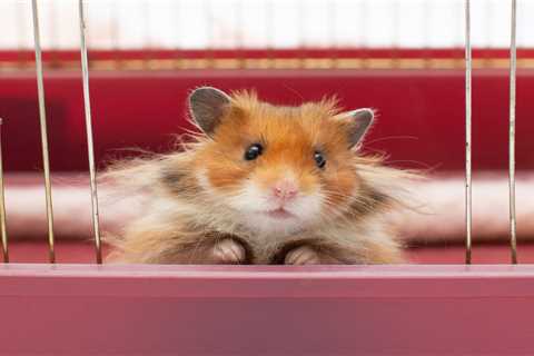 Expert Vet Answers Your Burning Pet Questions