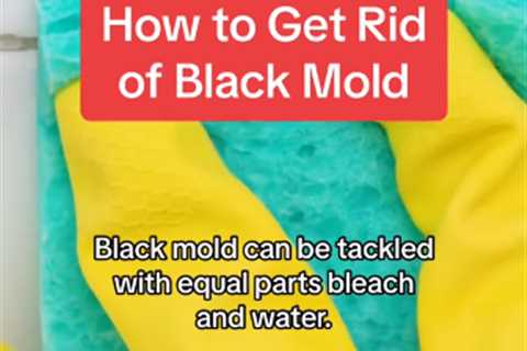 Cleaning Expert Reveals Speedy Hack to Get Rid of Black Mould for Less Than 5p