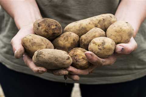 Three ways to prepare for a healthy harvest and grow your own potatoes