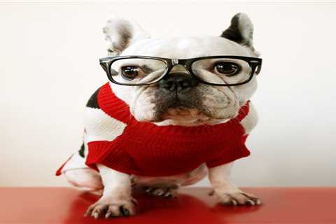 From clever dogs to fussy cats - your pet questions answered