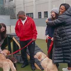 Alison Hammond faces backlash as For The Love of Dogs ratings drop compared to late Paul O’Grady