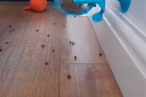 Pet Owners Rave About Affordable Gadget That Keeps Pets Entertained