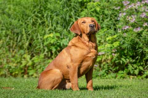 Pets at Home offers free pet workshops for families