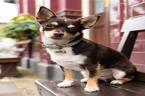 EastEnders fans concerned as beloved chihuahua disappears from BBC soap