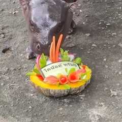 Psychic Pygmy Hippo Predicts US Election Winner