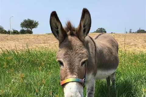 Real-life donkey that inspired Shrek's character dies aged 30
