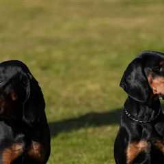 The Return of Crufts: The World's Most Famous Dog Show