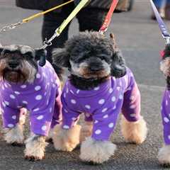 Crufts 2025: Youngest Dog-Handler Wins Big