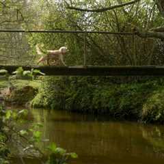 Our beautiful village is about to lose a century-old bridge - and nobody with power gives a damn