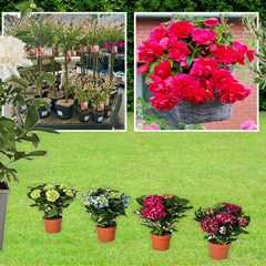 Broke gardener's guide: Snagging cheap plants for summer without emptying your wallet