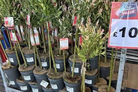 Garden Enthusiasts Flock to B&M for Gorgeous £10 Flamingo Trees – Grab 'Em Before They're Gone!