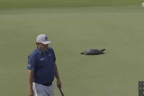 Slow and Steady Wins No Races: Turtle Causes Chaos at USPGA Championship