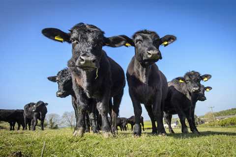 British Supermarkets Tell US Beef to Sod Off as Starmer-Trump Deal Hits a Wall