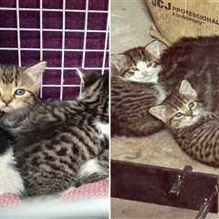 So Forest Found a Cat Family Living in Their Stadium and Obviously Named Them After Players