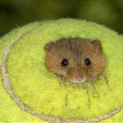 Hold Up - Wimbledon Tennis Balls Are Becoming Tiny Mouse Mansions and I'm Obsessed