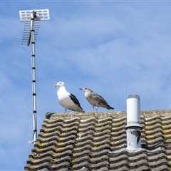 When Seagulls Declare War on Your Mail: A Norfolk Village's Feathered Nightmare