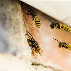 Exploring Eco-Friendly Strategies: Keeping Wasps at Bay with a 5p Trick