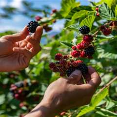 My Wild Summer Hunt: Three Ways I've Been Raiding Nature's Pantry