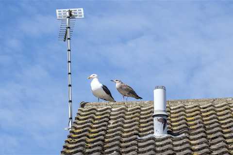 When Seagulls Declare War on Your Mail: A Norfolk Village's Feathered Nightmare