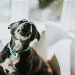 My Inbox is Full of Pet Drama (And Honestly, I'm Here for It)