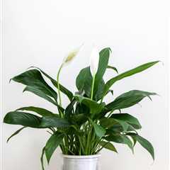 Found the £5.50 Aldi Plant That Actually Fights Mould (And I'm Obsessed)