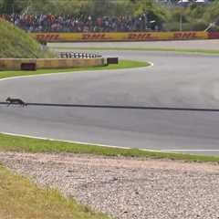 A Fox Nearly Took Out Leclerc, But Piastri Still Snatched Pole at Zandvoort