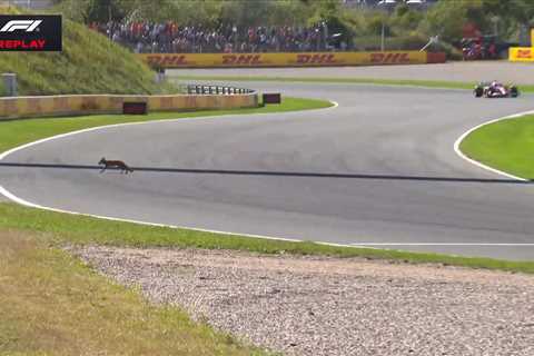 A Fox Nearly Took Out Leclerc, But Piastri Still Snatched Pole at Zandvoort