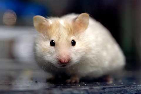 My Vet Friend Sean Just Answered the Weirdest Pet Questions (Including One That Made Me Actually..